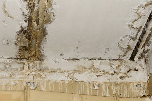 Best Commercial Mold Inspection  in Crystal River, FL