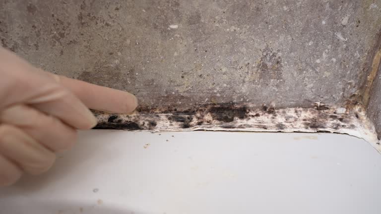 Forensic Mold Investigation in Crystal River, FL