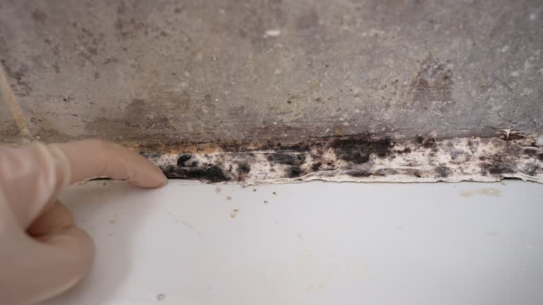 Professional Mold Removal in Crystal River, FL