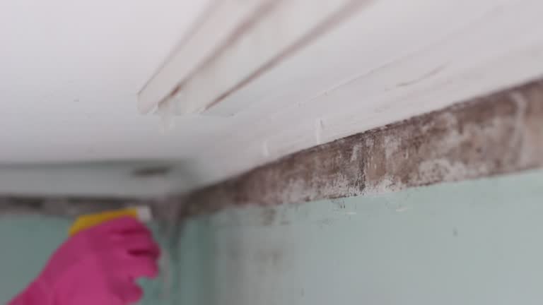 Best Mold Removal for HVAC Installations  in Crystal River, FL